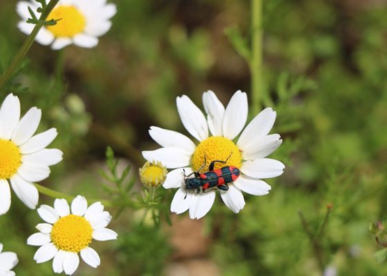 BIODIVERSIDAD